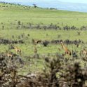 TZA ARU Ngorongoro 2016DEC23 059 : 2016, 2016 - African Adventures, Africa, Arusha, Date, December, Eastern, Month, Ngorongoro, Places, Tanzania, Trips, Year